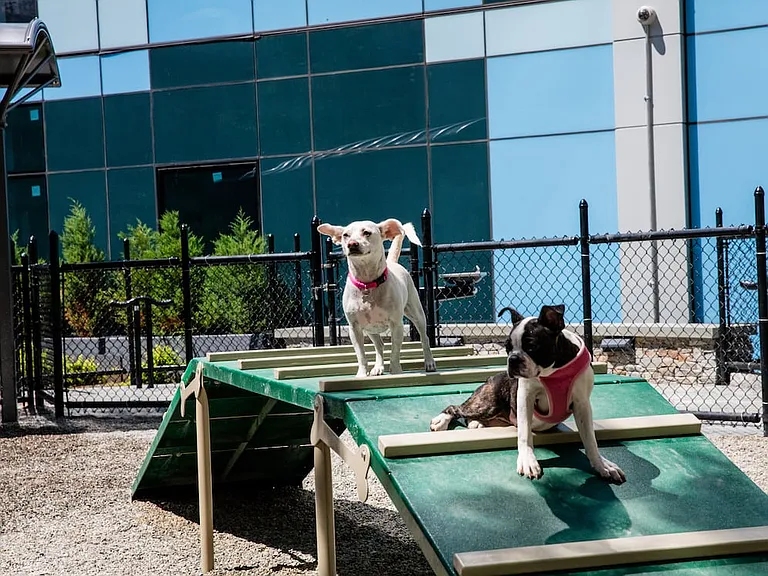 Dog run