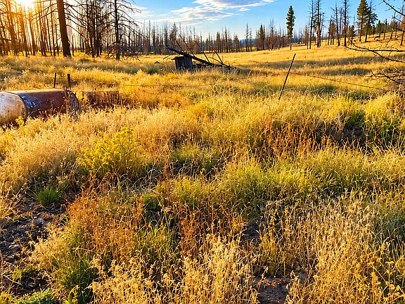 23rd image of Valley Oak