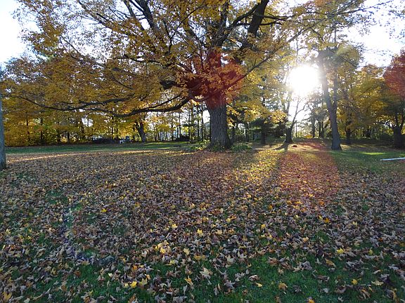 Lots of mature trees