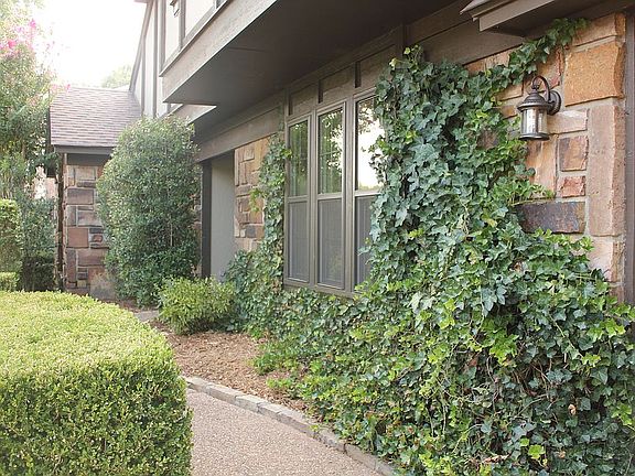 Exterior landscaping/ivy