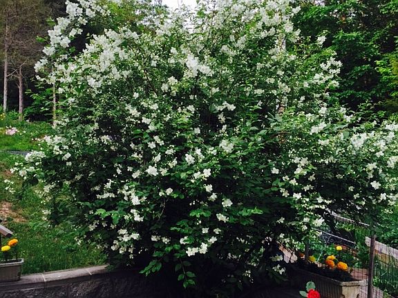 Flowering shrubs