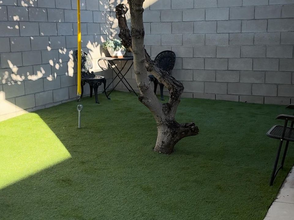 Backyard (Avocado tree)