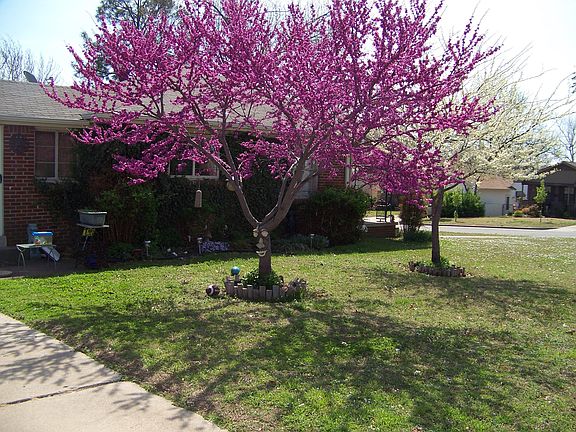 ~Oklahoma state tree "the Redbud"~ beautiful addition to yard!
