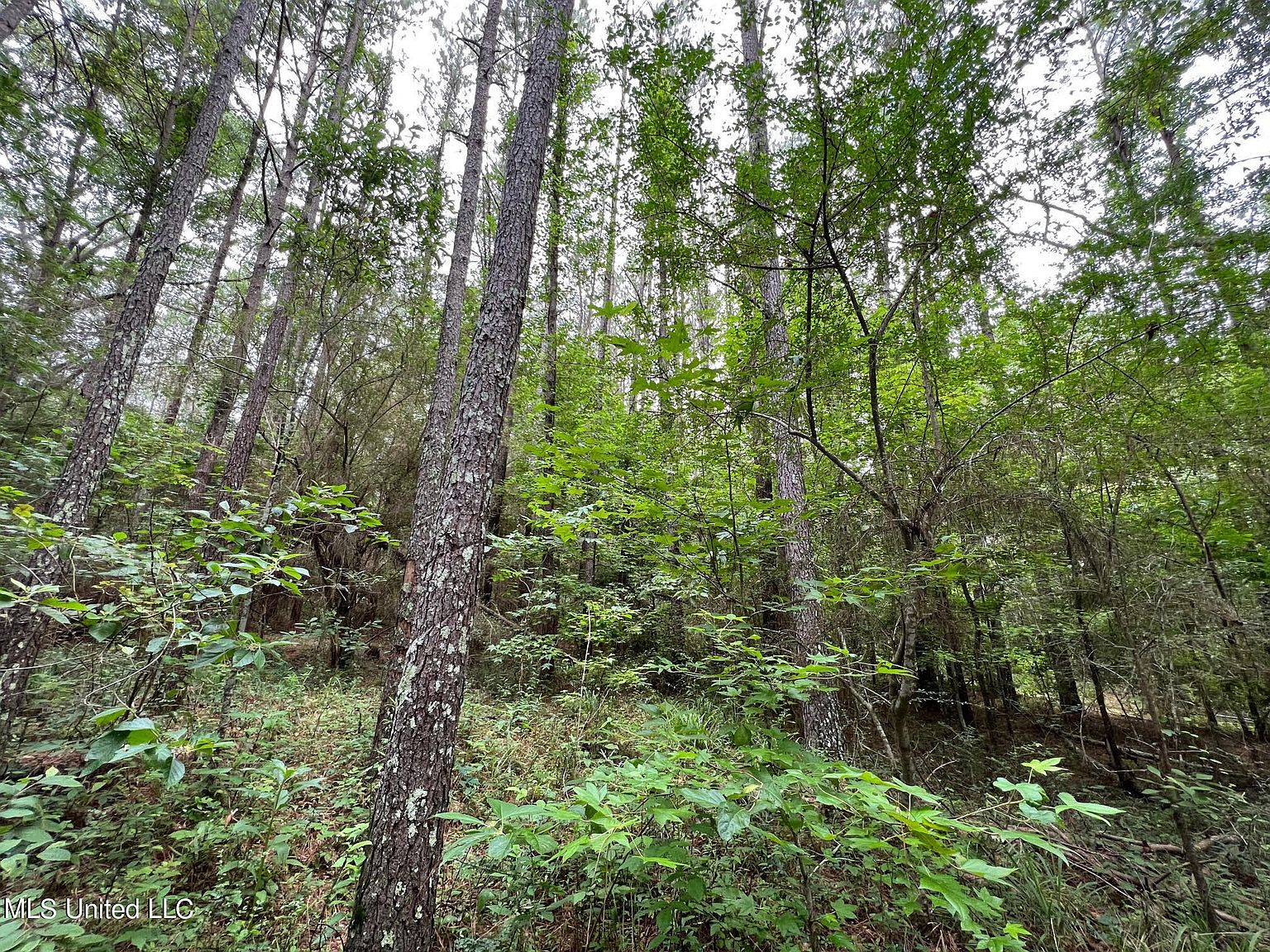 1 Gunter Rd, Walnut Grove, MS 39189 Zillow