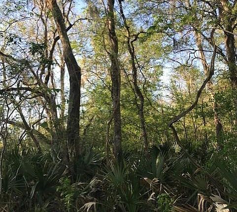 3rd image of 0 E Live Oak Rd
