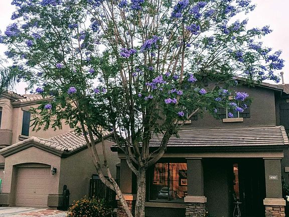 Jacaranda in spring bloom!