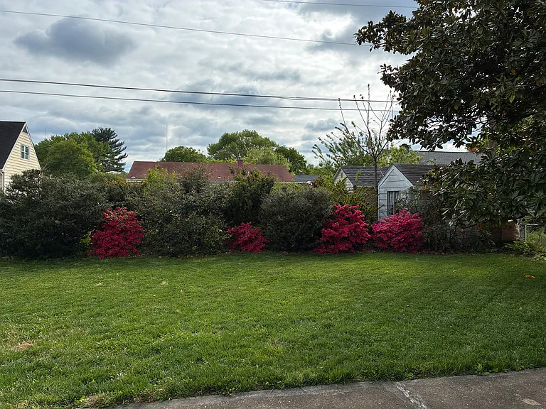 Spring shrubs