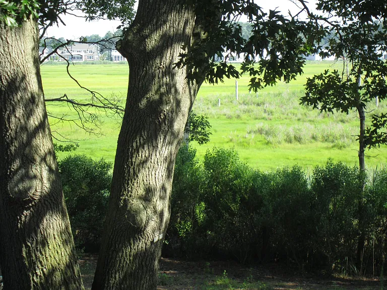 View of Surrounding Wetlands