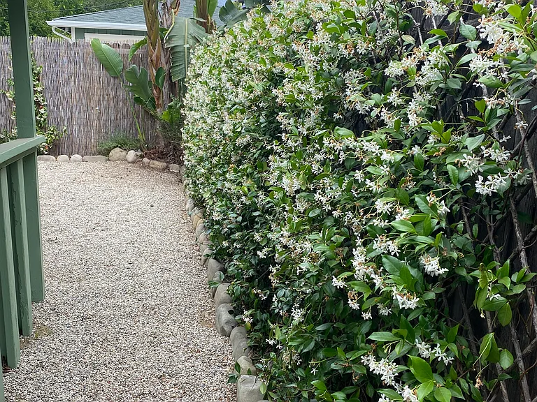 Jasmin and gravel in the front garden.