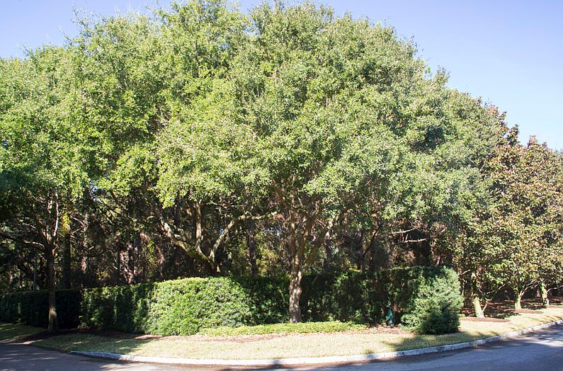 1st image of 31 Green Meadow Ln