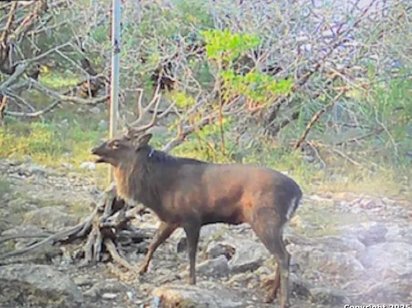 TBD SD 32740, Rocksprings, TX 78880