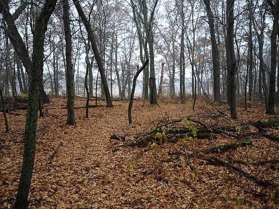 Private woods for hunting or nature walks