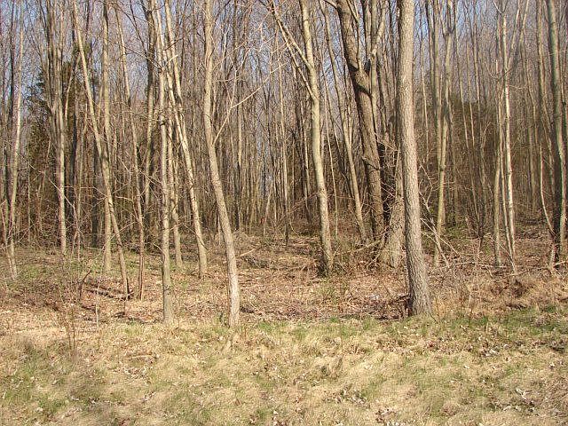 Wooded Lot