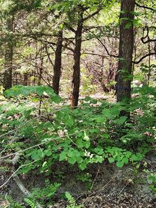 Tbd Pilot Grove Rd, Whitewright, TX, 75491