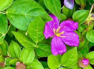 Kailua Rd LOT 175, Pahoa, HI 96778