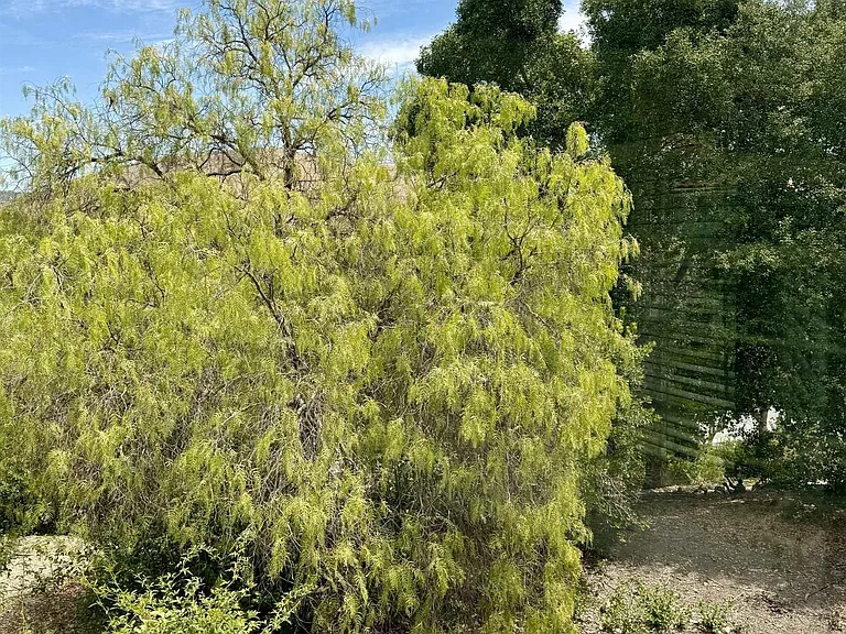 365 Bellflower Dr — Photo 25