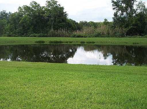 tranquil backyard pond and conservation!
