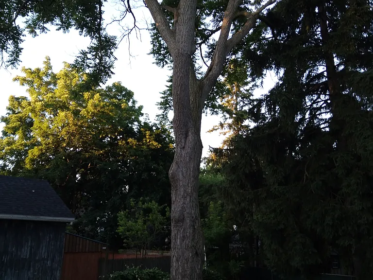 view only of back yard that is on OWNERS property ONLY