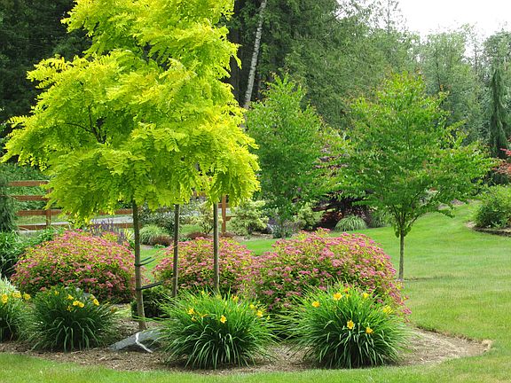 Front yard