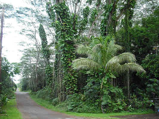 1st image of Makuu Dr