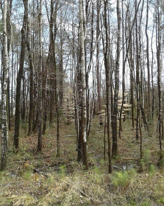 1st image of 311 Dansby Dr