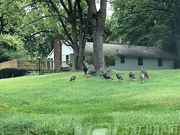 Turkeys in the front yard