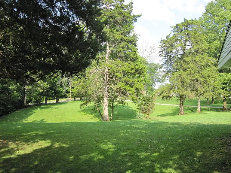 Picture of the land with cedar trees