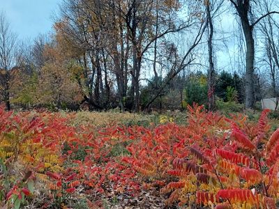 215 N Shore Dr, Stanton, MI, 48888