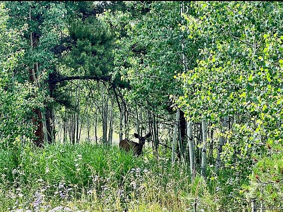 5th image of 03 Halter Trail