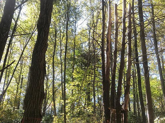 Beautiful hardwoods on lot