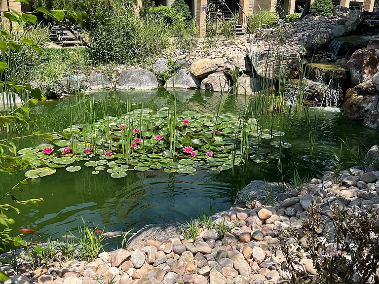 Pond