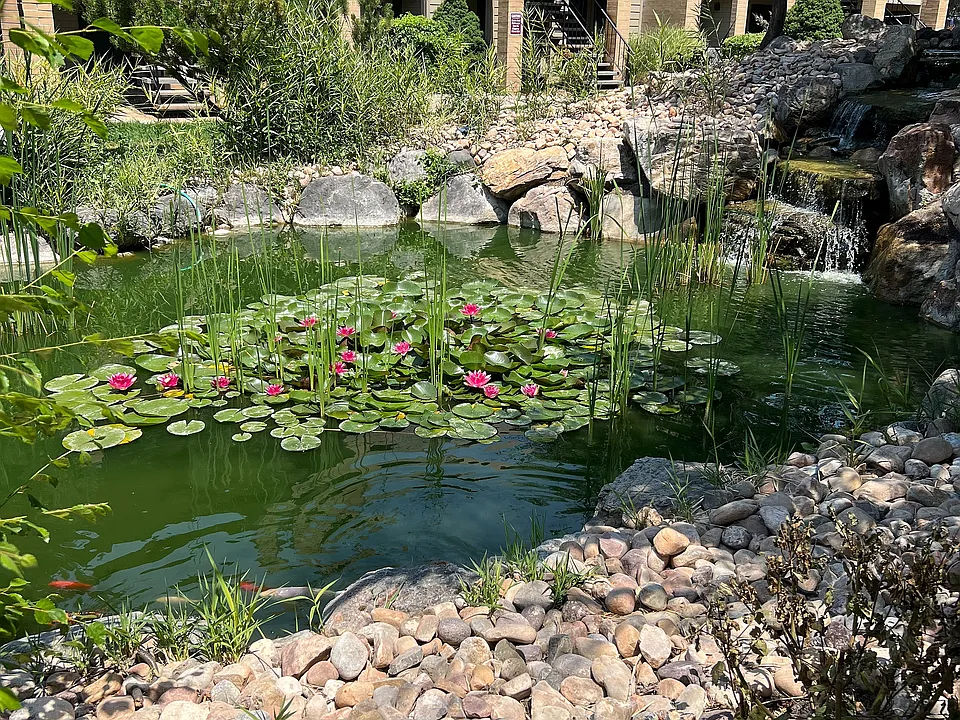Pond