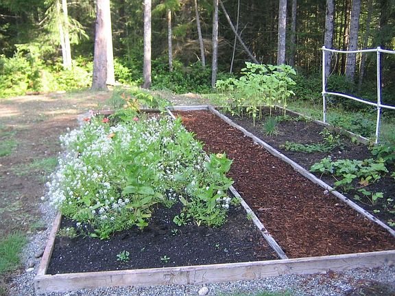 flower & berry garden
