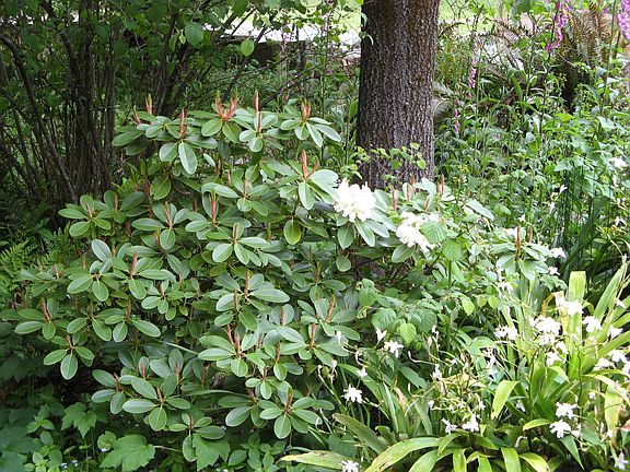 Rhododendron in fern garden