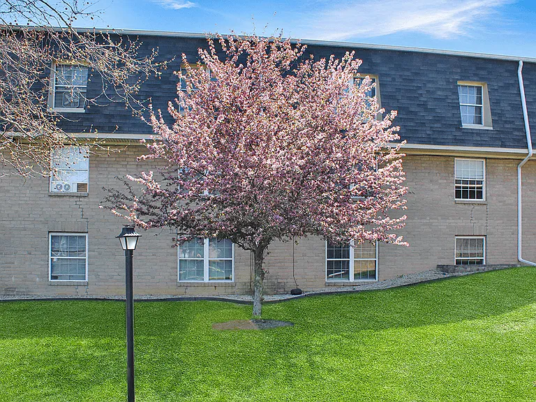 Beautiful Shade Trees