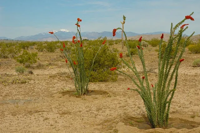 Desert Way — Photo 15