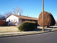 1st image of 1509 N Laguna Ave