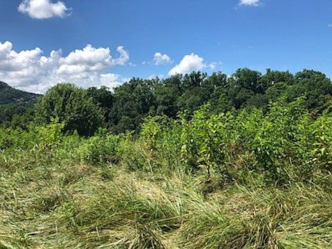 4th image of 0 McCarter Hollow Rd