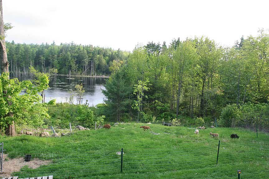 Back yard overlooking pond