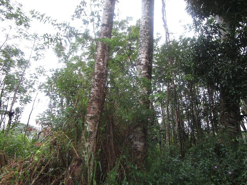 2nd image of Nanawale Blvd Lot 553