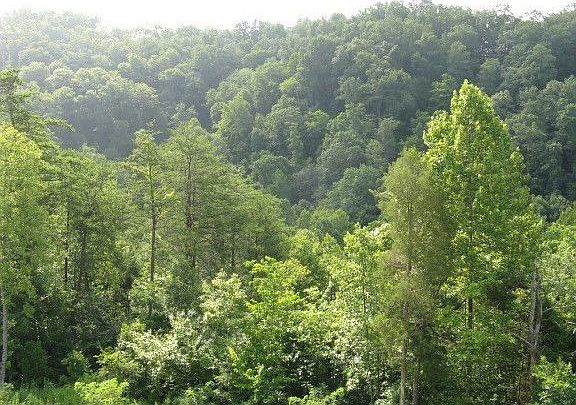 Knoll View behind house 