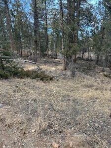 12887 S Cindy Avenue LOT 11, Pine, CO, 80470