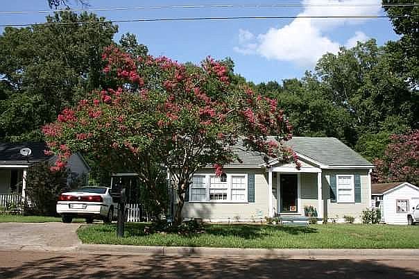 crape myrtle