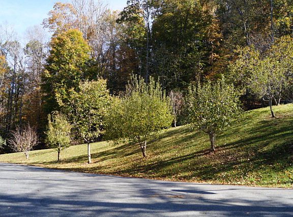 4th image of 380 White Dogwood Ln