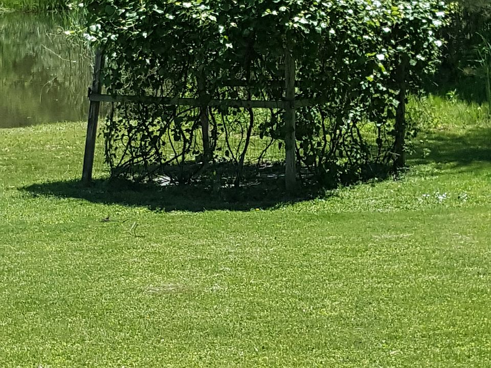 Grape arbor by pond