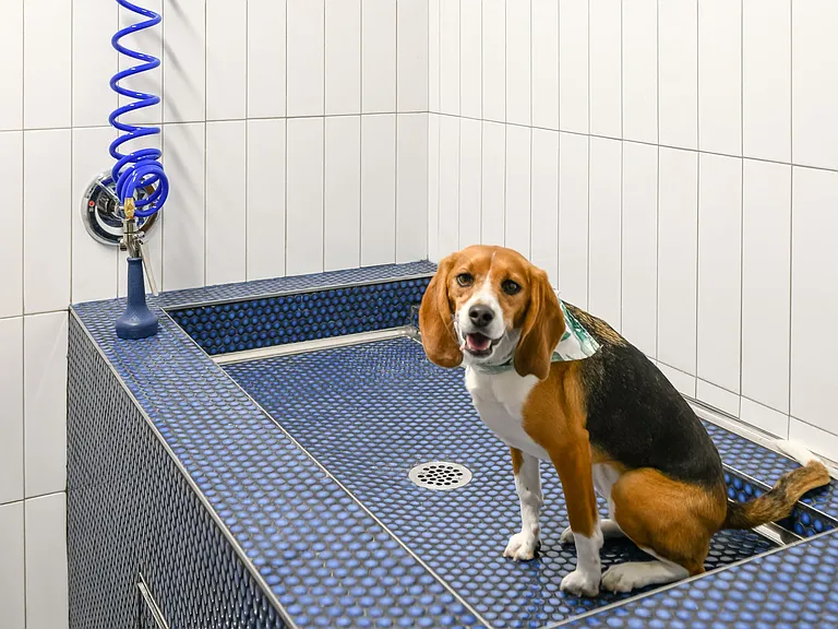 Dog Wash
