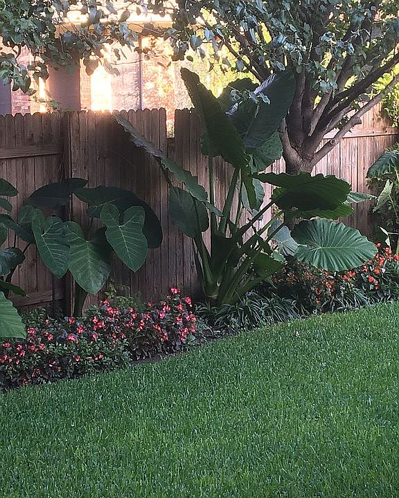 Backyard Landscape