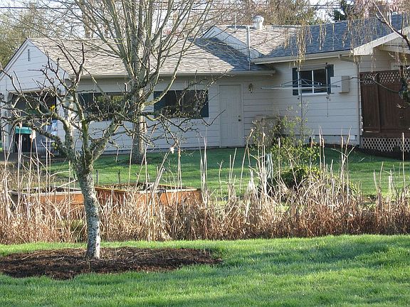 Small creek with cattails
