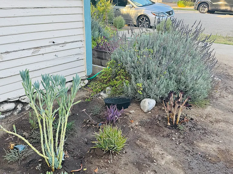 Front Garden