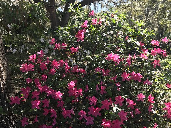 Azaleas 